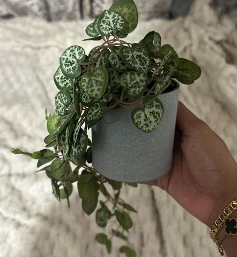 Potted Plant