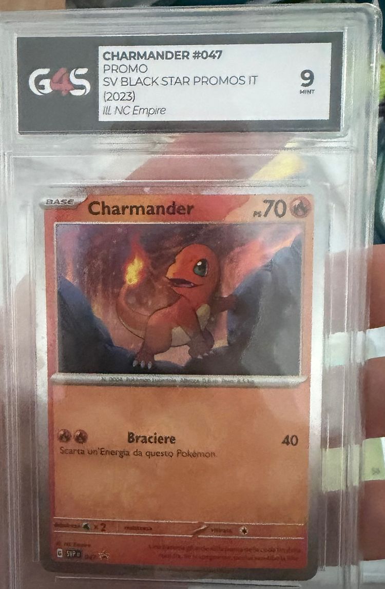 Charmander  gradata 