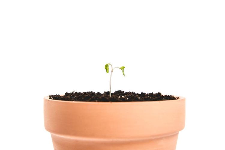 Clay Plant Pot 2