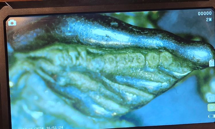 9ct 375 fully hallmarked dragon 3.51grams imagen 1