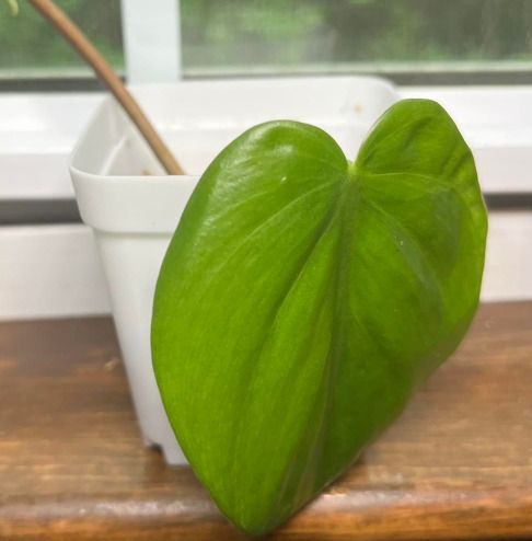 Leaf Green and Black Decor-home-accesories product image