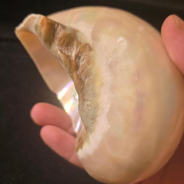 £90,  Iridescent Seashell Decor extremely rare piece  image 5