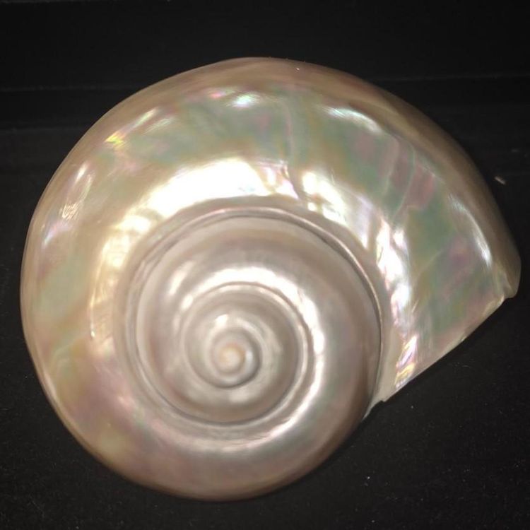 Iridescent Seashell Decor extremely rare piece 