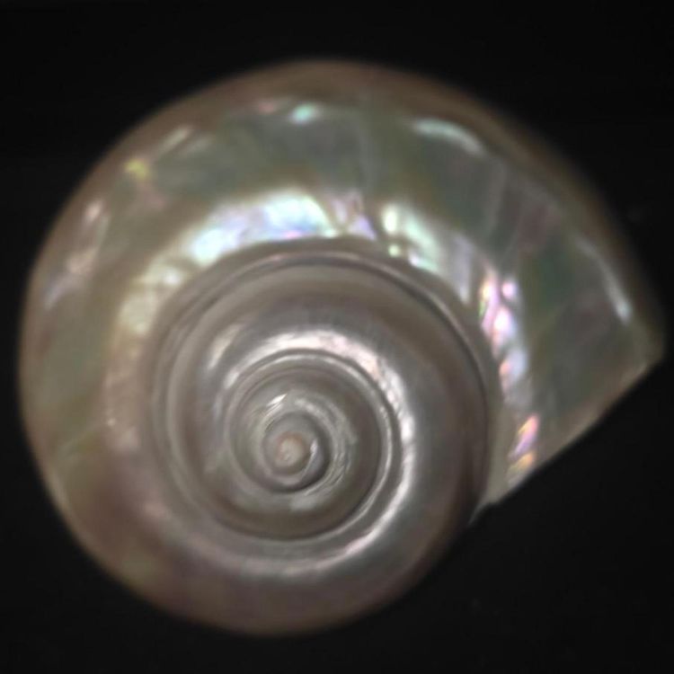 £90,  Iridescent Seashell Decor extremely rare piece  image 7