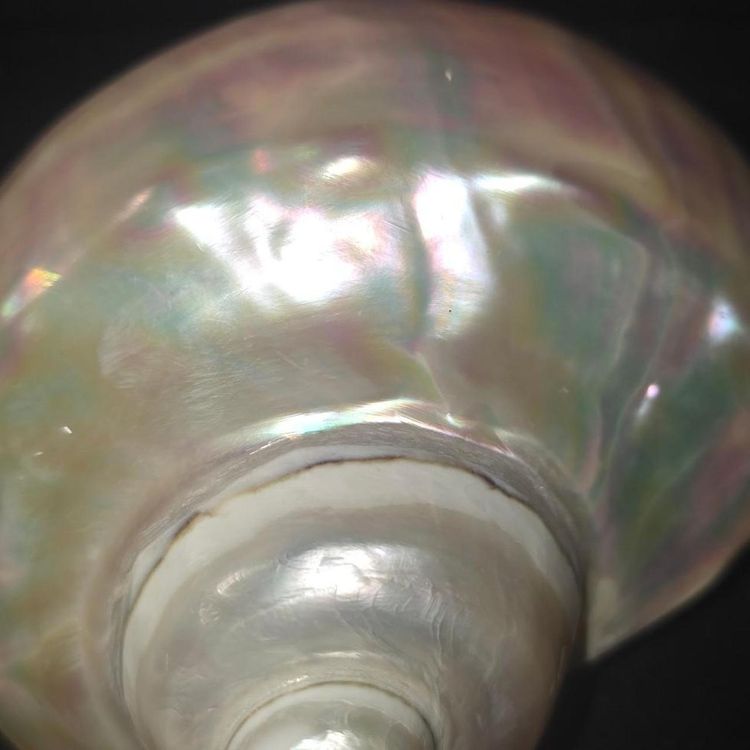 £90,  Iridescent Seashell Decor extremely rare piece  image 3