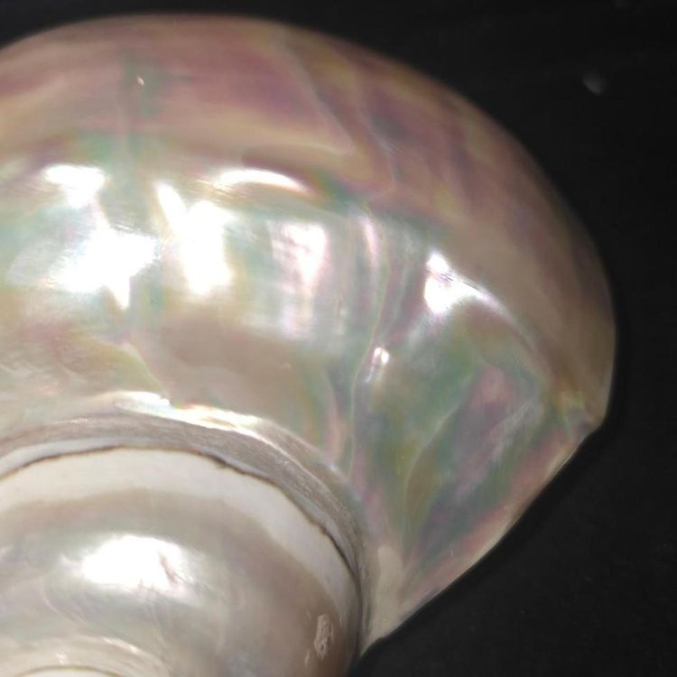 £90,  Iridescent Seashell Decor extremely rare piece  image 6