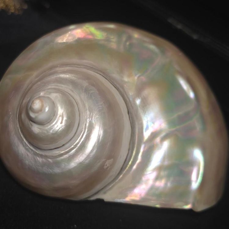 £90,  Iridescent Seashell Decor extremely rare piece  image 2