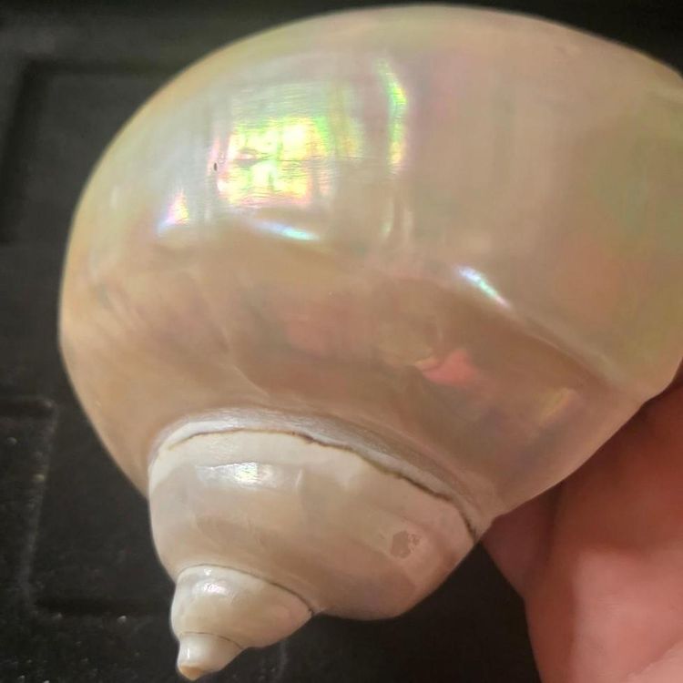 £90,  Iridescent Seashell Decor extremely rare piece  image 8