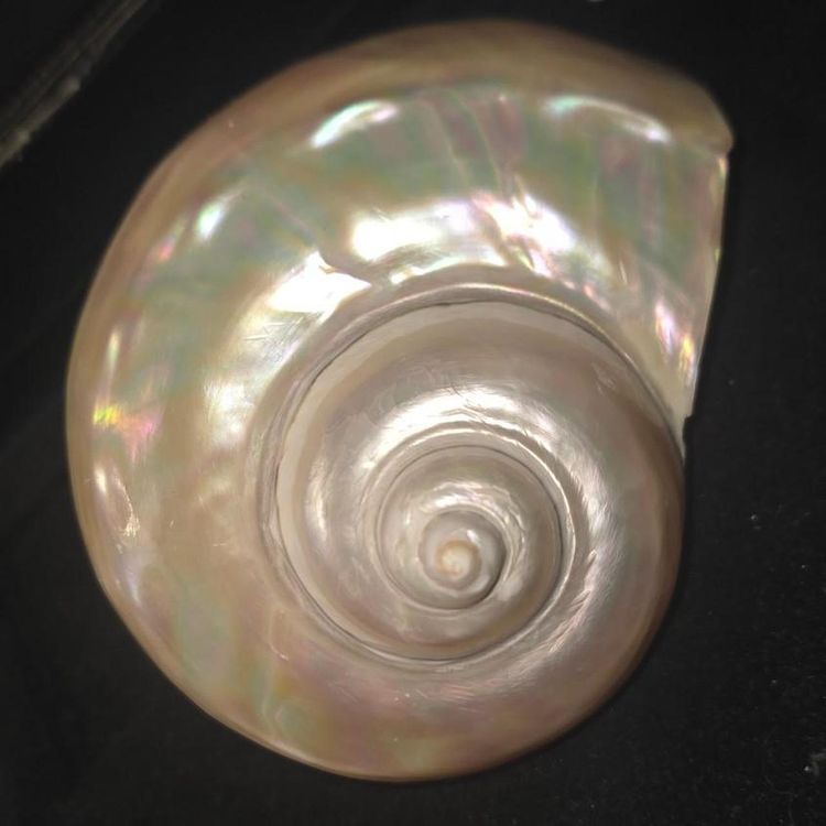 £90,  Iridescent Seashell Decor extremely rare piece  image 4
