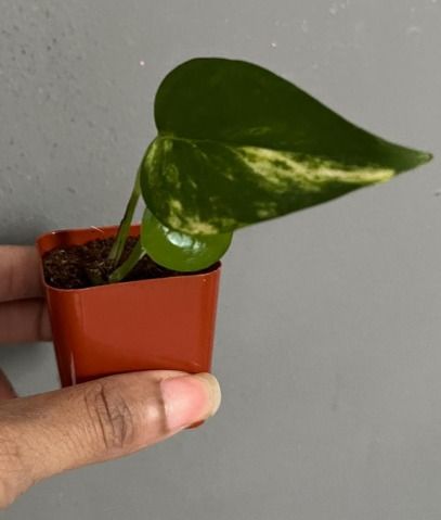 Small Potted Plant Cutting 3