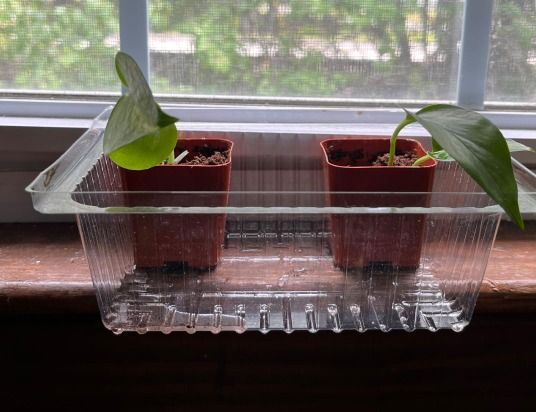 Small Potted Plant Cutting 5