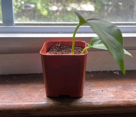 Small Potted Plant Cutting 4