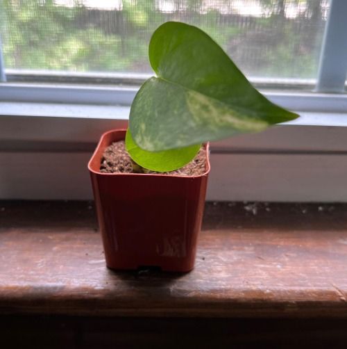 Small Potted Plant Cutting 6