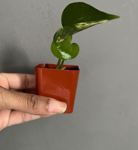 Small Potted Plant Cutting 2