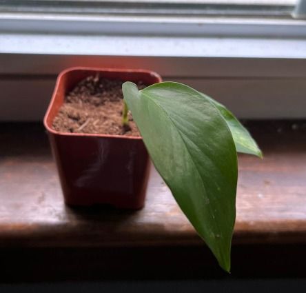 Other Small Potted Plant Cutting product image