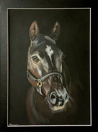 Commissioned Animal Portraits