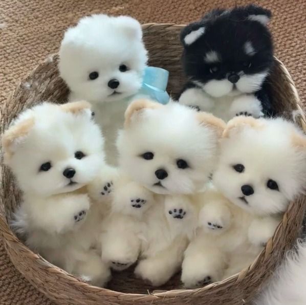 other Plush Dog Dolls Set product image