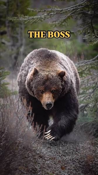 Grizzly Slab Bag “Guaranteed ACE 10”
