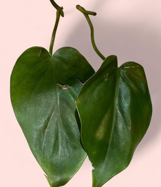 Other Small Potted Plant product image