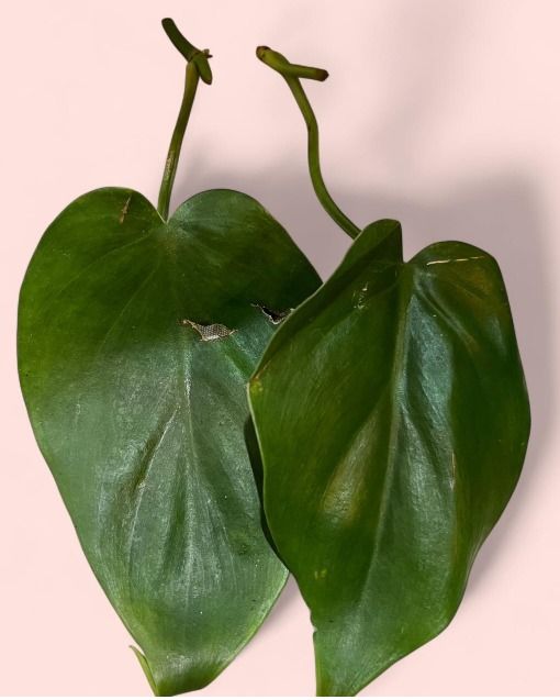Small Potted Plant 2