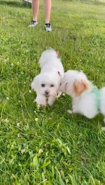 Live Casual auction: Party at the Pickle Inn by lizzydriping