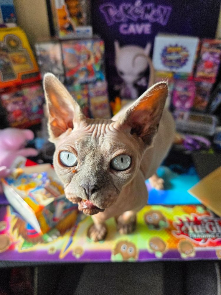 Live auction: 💥 CAVE GIVVYS 🎁 MYSTERY PACKS ✨️CAVE RAVE 🕺 by pokemon_cave