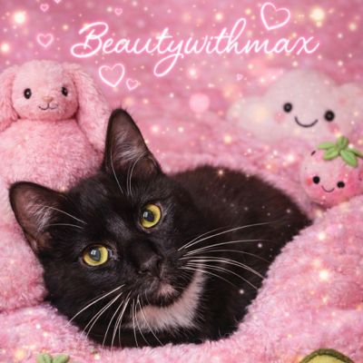 Profile picture of beautywithmaxi