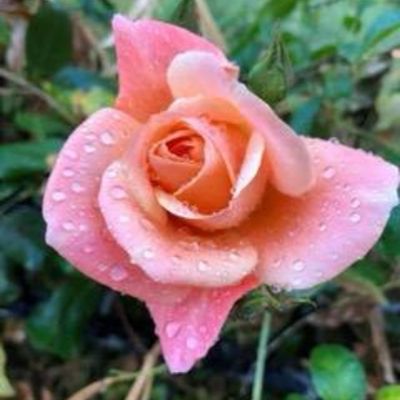 Profile picture of loveitall